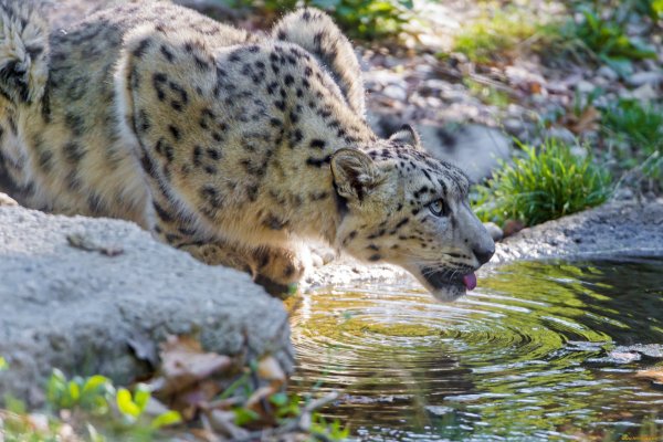 Пантера Ирбис