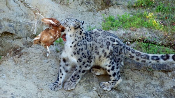 Снежный Барс на охоте