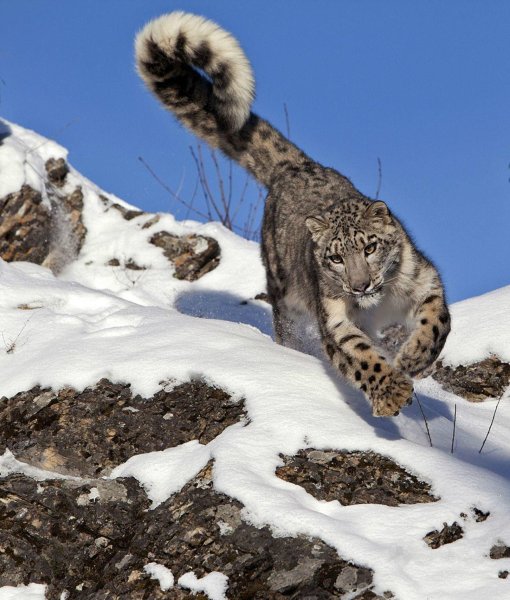 Ирбис снежный Барс в прыжке