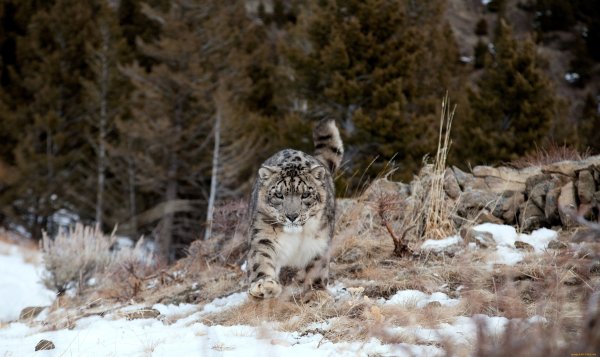 Барс на охоте