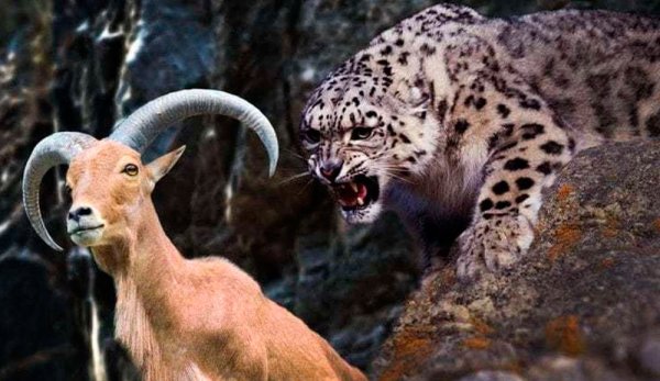 Снежный Барс на охоте