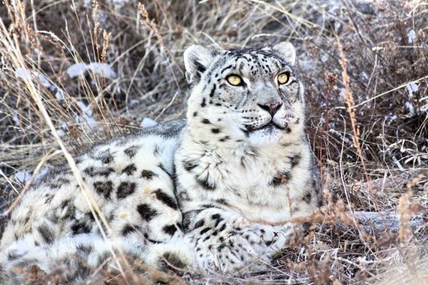 Ирбис Казахстан