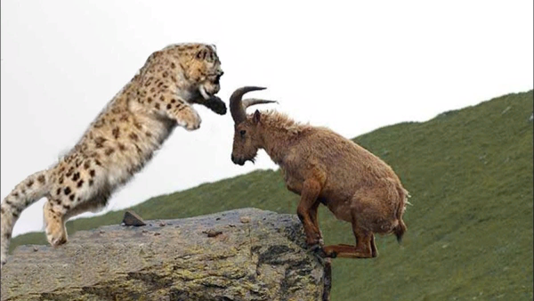 Ирбис снежный Барс охота