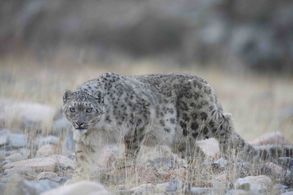 Снежный Барс в Хакасии