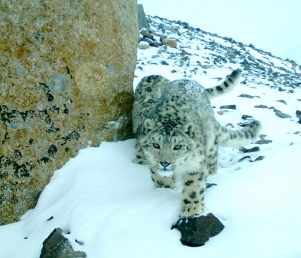 Снежный Барс Горно Алтайск