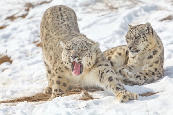 Снежный Барс на охоте