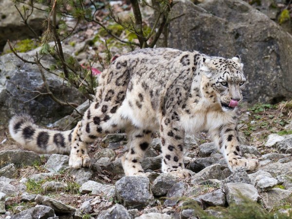 Снежный Барс Байкал