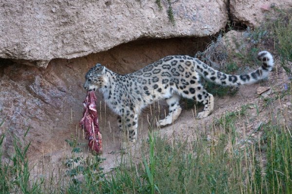 Ирбис где обитает