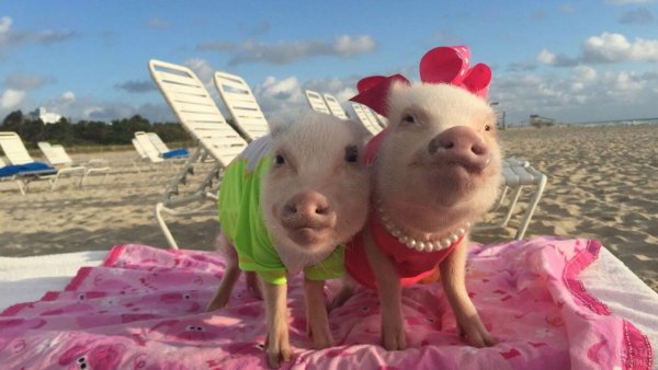 Свинья на пляже