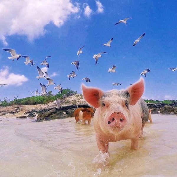 Пиг Бич Багамские Острава