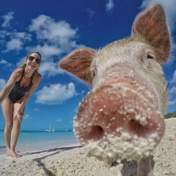 Хрюши в море