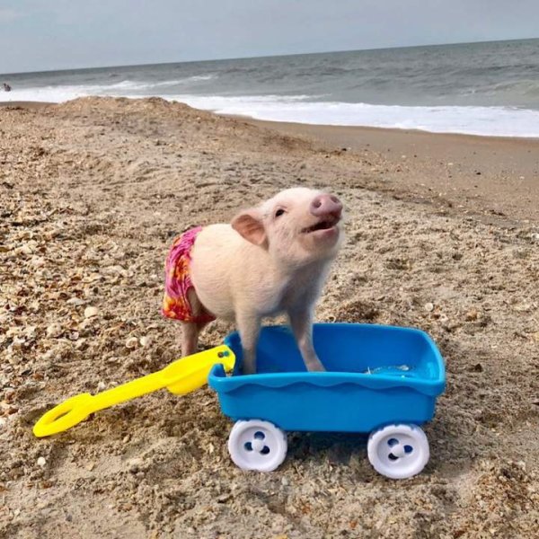 Свинья на пляже