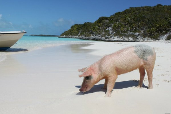 Галапагосские острова свинки