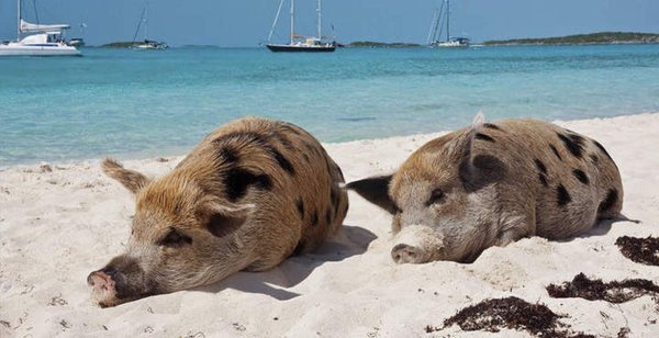 Свинка на Канарах