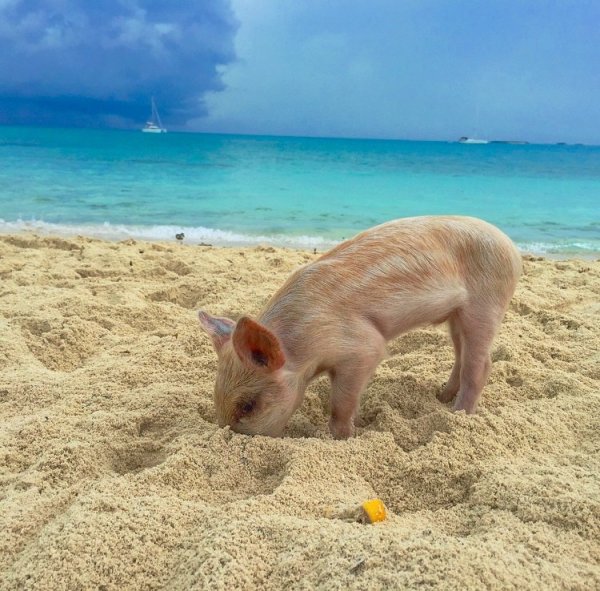 Пиг-Бич Багамские острова