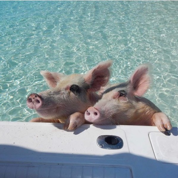 Багамские острова свинки