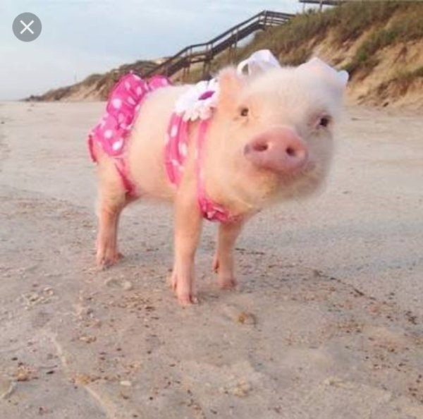 Модная свинья