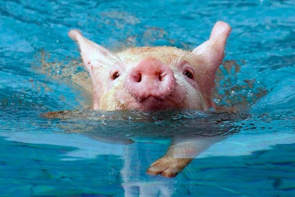Поросята купаются