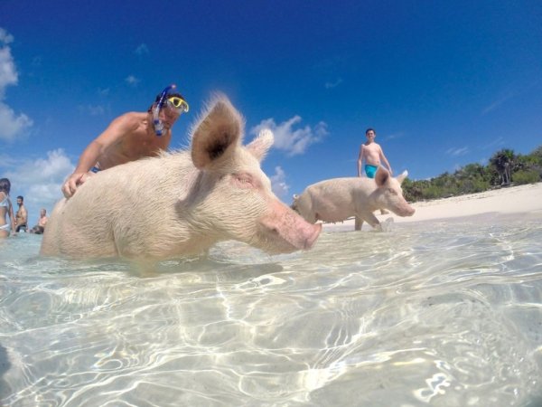 Свинья на пляже