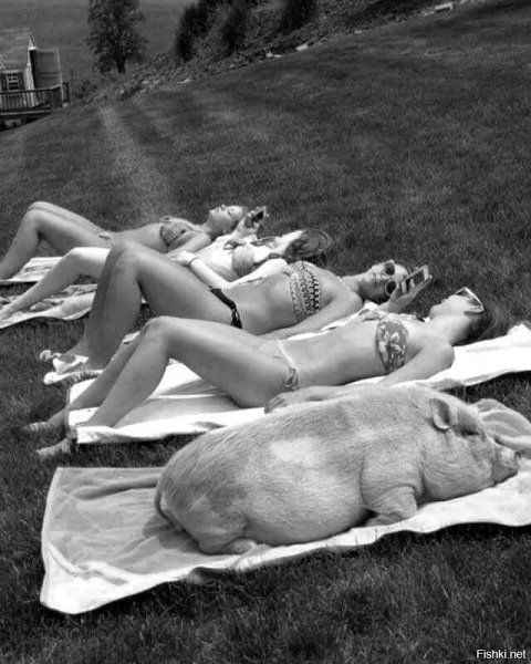 Свинья на отдыхе