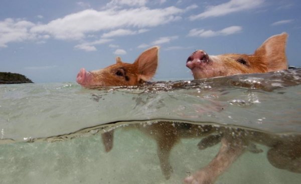 Поросенок на отдыхе