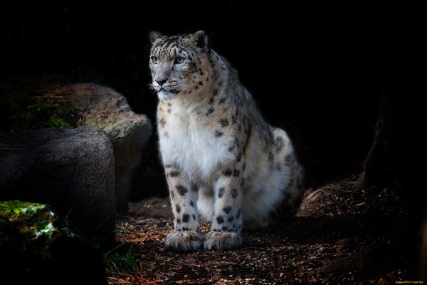 Снежный Барс Ирбис