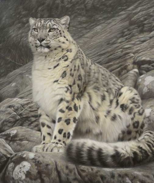 Ирбис в Сибири