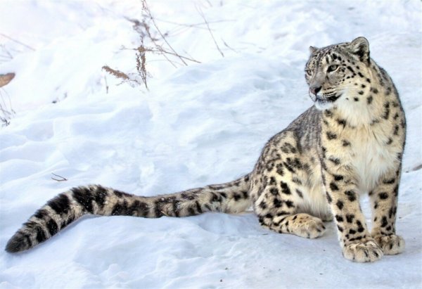 Ирбис окрас