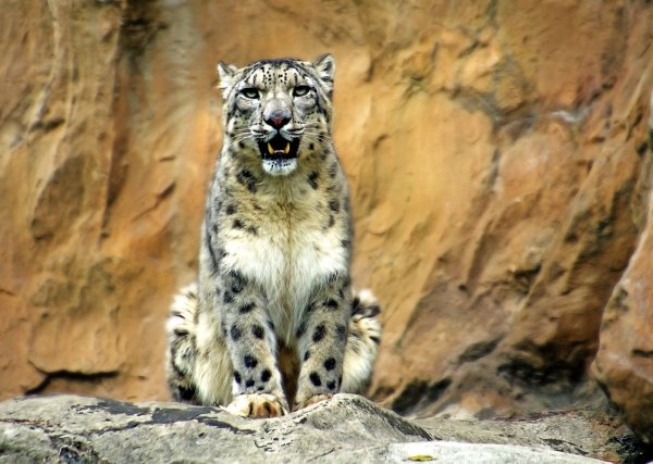 Путоранский снежный Барс (Ирбис)