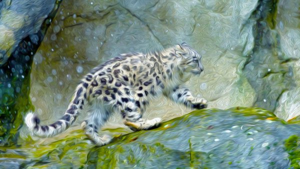 Путоранский снежный Барс (Ирбис)