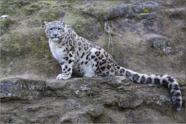 Снежный Барс в полный рост