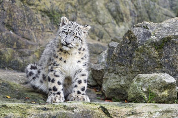 Ирбис снежный Барс Татарстан