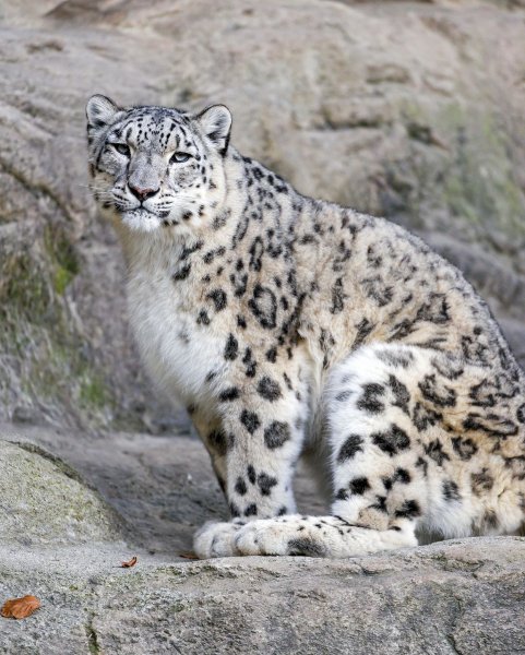 - Снежный Барс (Panthera uncia