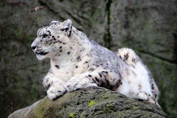 Снежный Барс Аланский