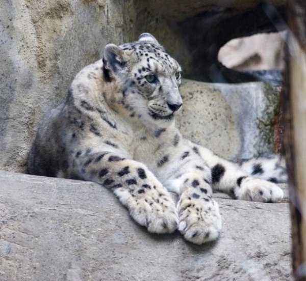 Снежный Барс. Белый отшельник