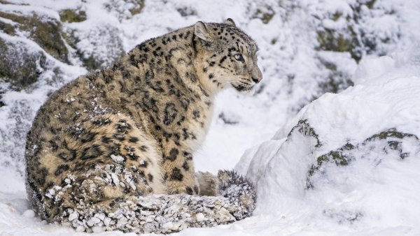 Саяно-Шушенский заповедник снежный Барс