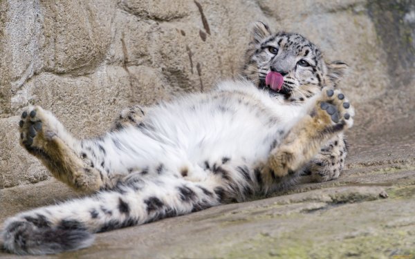 Ирбис снежный Барс с котятами