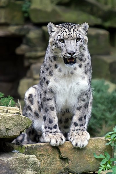 Снежный Барс в Гималаях