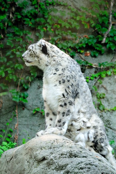 Снежный Барс uncia uncia