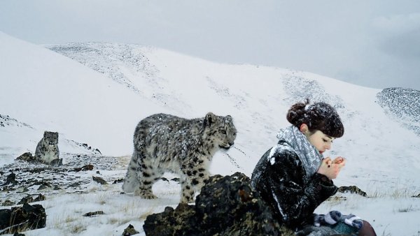 Снежный Барс в Гималаях