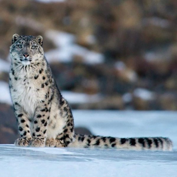 Снежный Барс в Татарстане