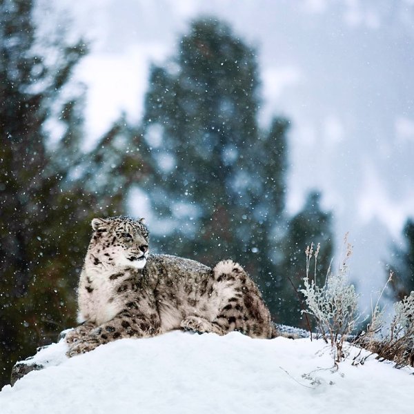 Снежный Барс в Гималаях