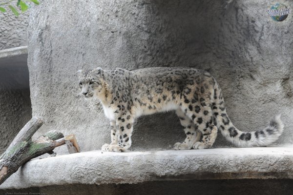 Снежный Барс сбоку