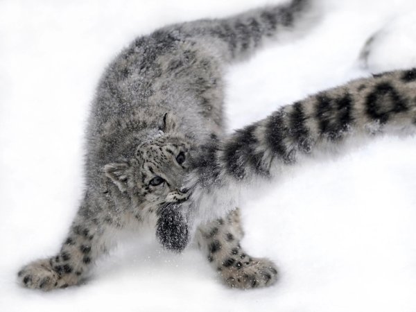 Ирбис снежный Барс с хвостом