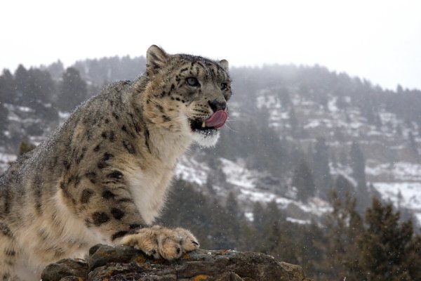 Осетинский снежный Барс
