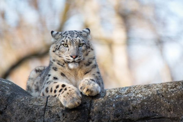 Снежный Барс в Хакасии животное