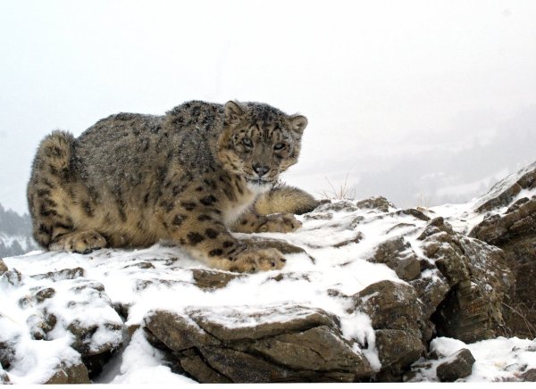 Катунский заповедник снежный Барс