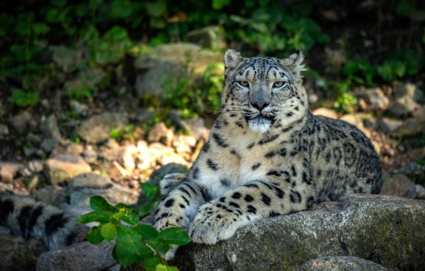 Снежный Барс в зоопарке