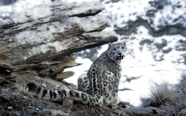 Саяно-Шушенский заповедник Ирбис