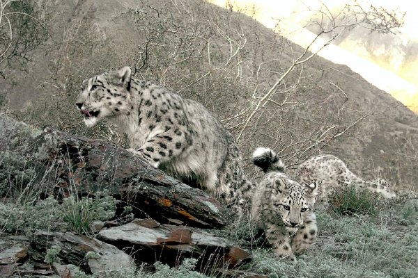 Снежный Барс Саяно Шушенского заповедника